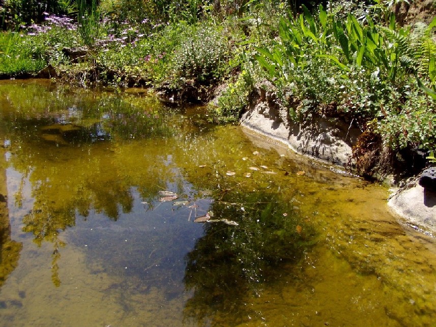 Il Laghetto del Centro di Entomologia - Piombino (LI)